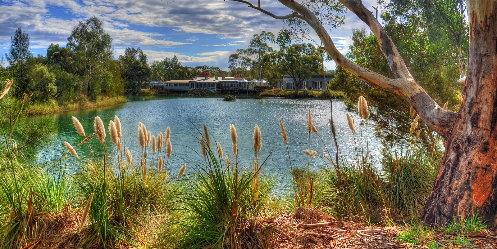 Reeds and eucalyptus around the lake at Maggie Beer’s Farm Shop