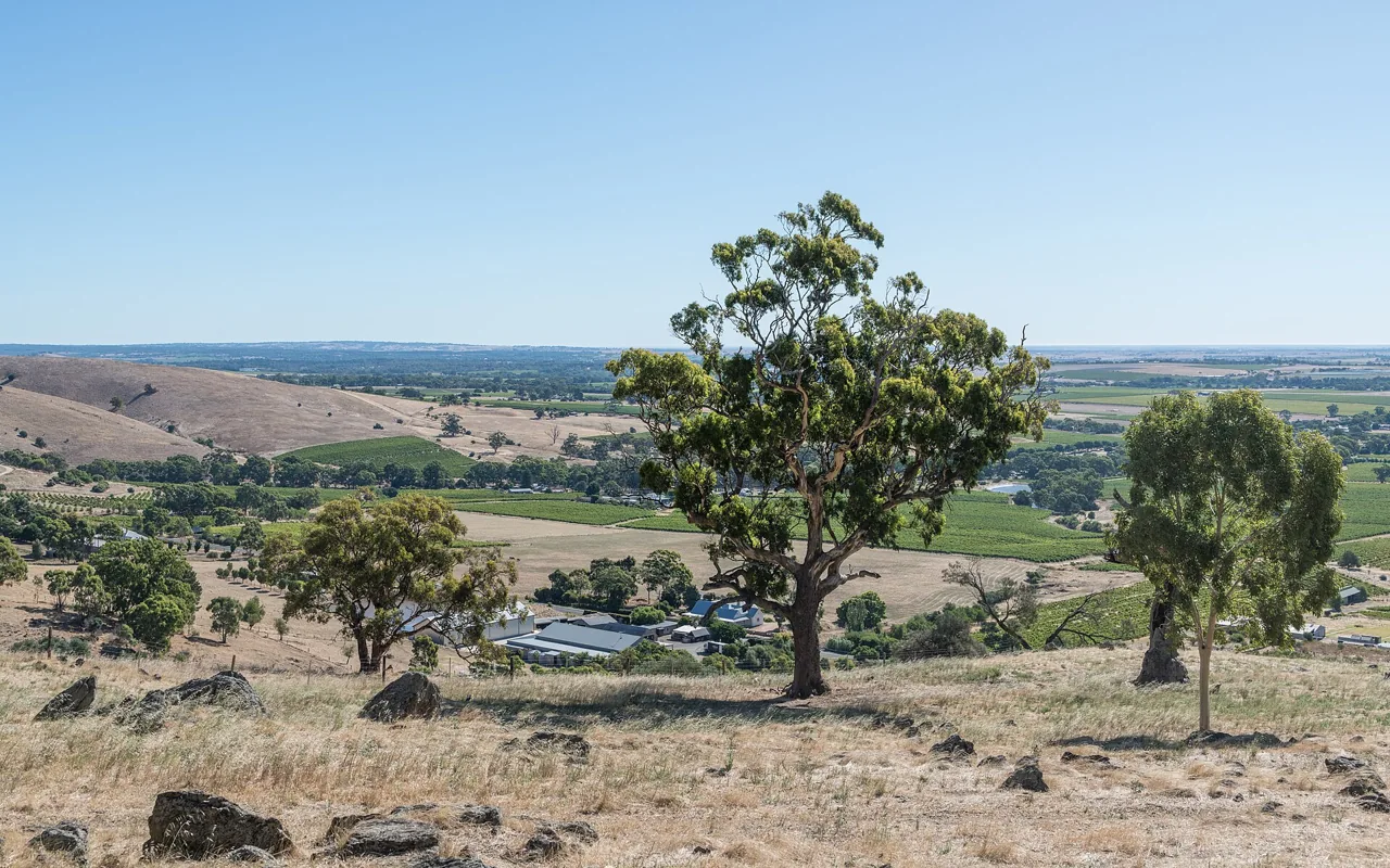 Barossa Valley from Mengler Hill