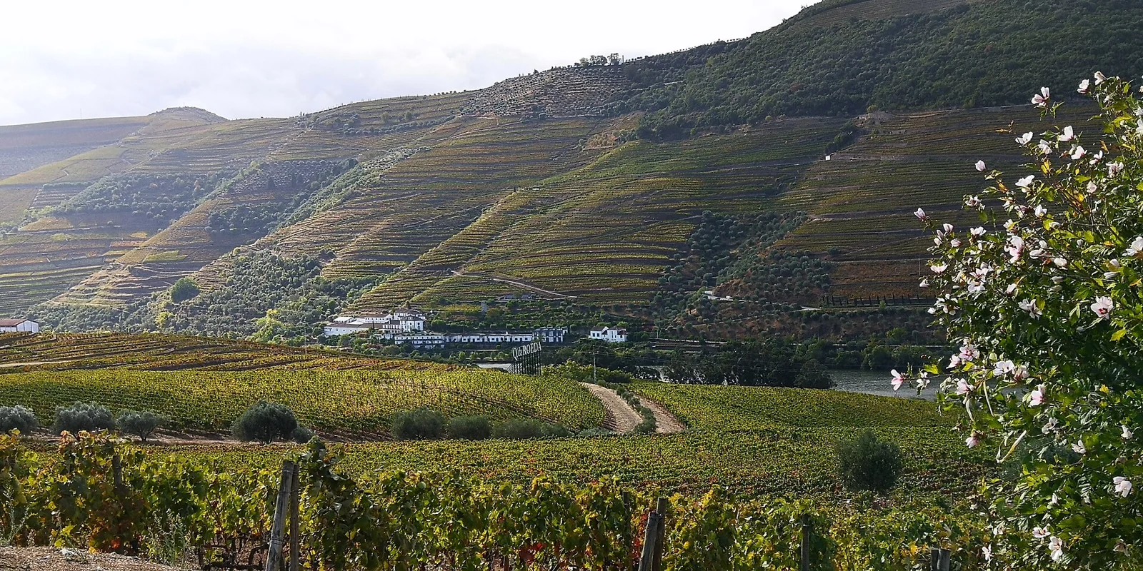 Vineyards and terraced hills seen from Quinta do Bomfim in Pinhão