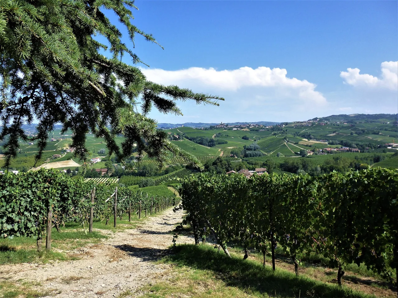 Langhe hills near La Morra