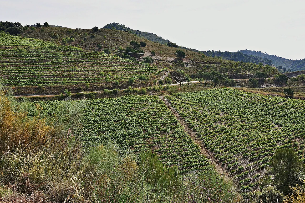 Vineyards near Escaladei, Priorat