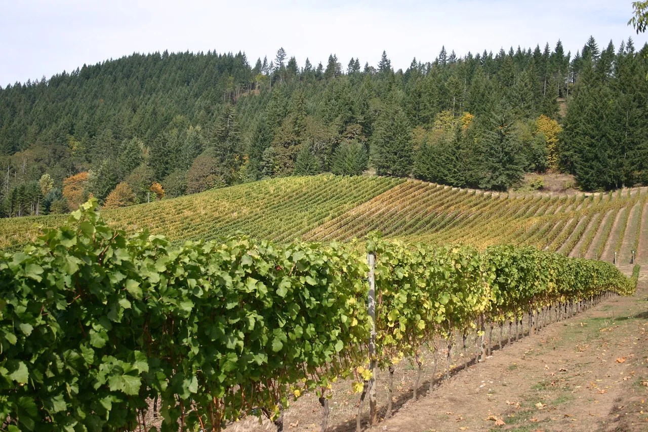 Vineyards in the Willamette Valley